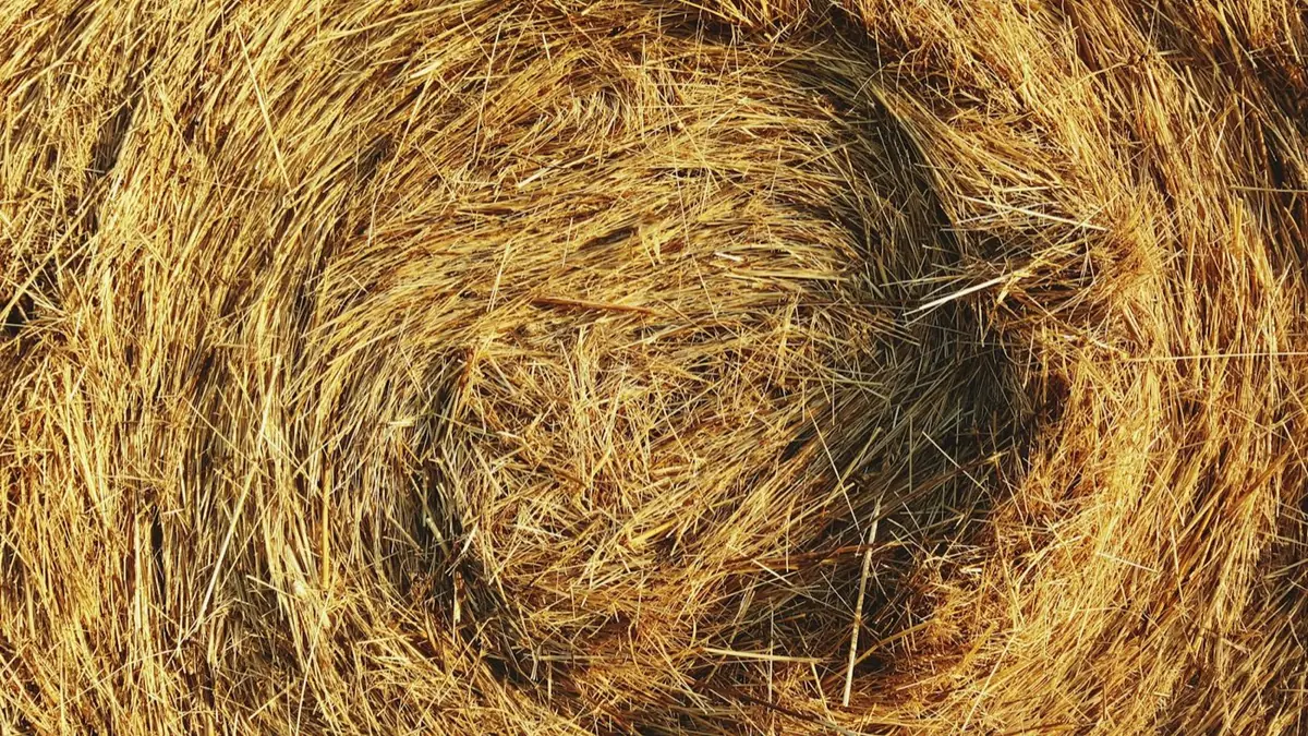 Balla di paglia, dettaglio