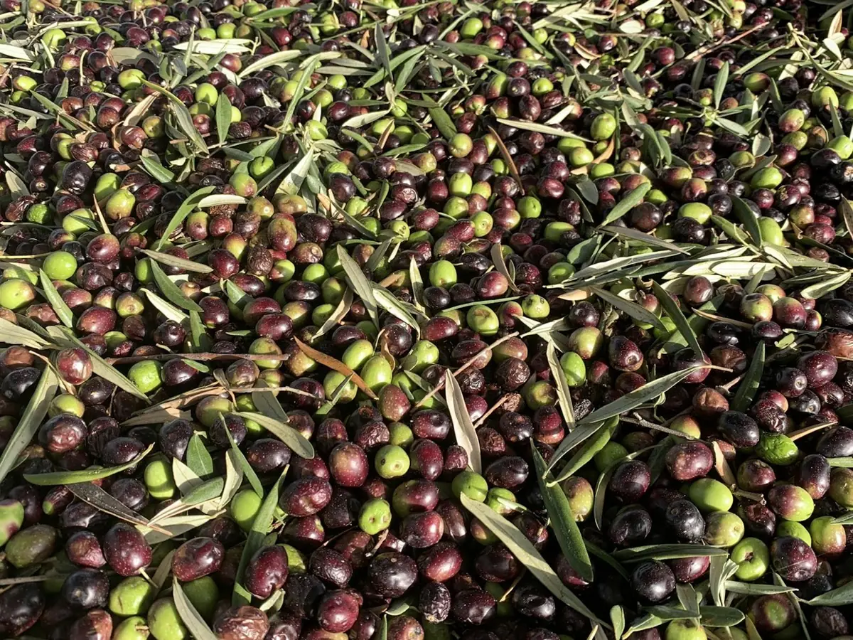 Olive raccolte con le foglie, prima della molitura