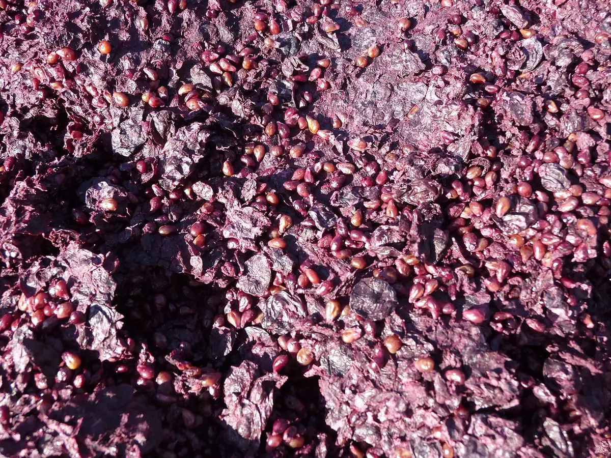 Vinacce rosse dopo la pressatura, con bucce e vinaccioli